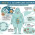 – Obesità e malattie cardiovascolari: perché l’obesità riguarda anche il cuore 2/2